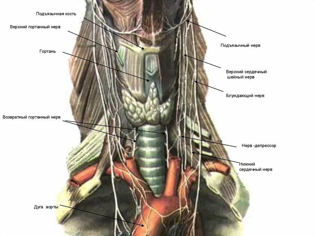 Жираф возвратно-гортанный нерв. Возвратный нерв анатомия топография. Блуждающий гортанный нерв. Гортанный нерв анатомия.