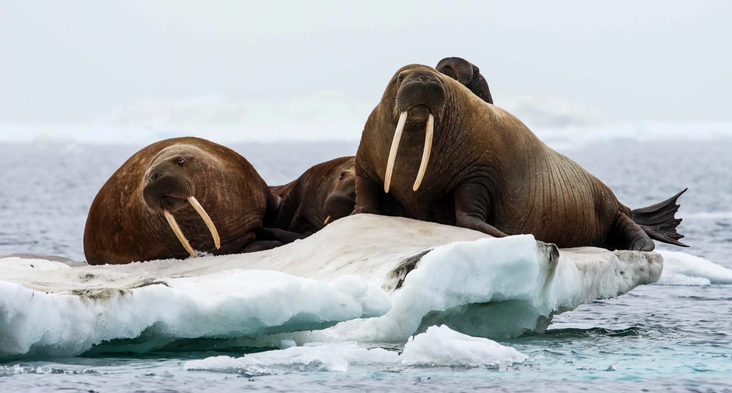 Ластоногие моржи. Антарктида морж. Морж в Арктике. Моржи, тюлени, нерпы Арктика.