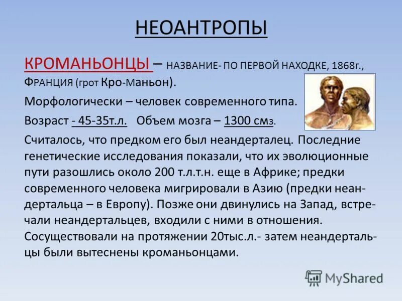 Социальные черты неоантропов