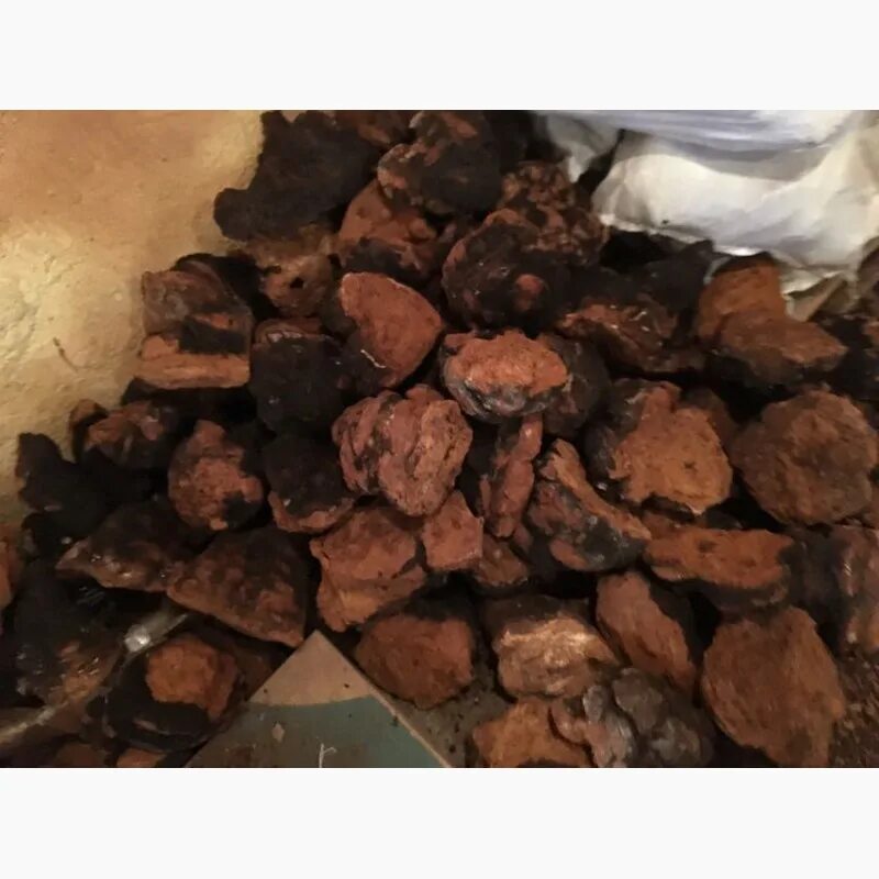 Килограмм чаги березовой. Приемка чаги. Приемка чаги. Ольховые шишки для аквариума. Кирово-чепецк парк лихолесье.