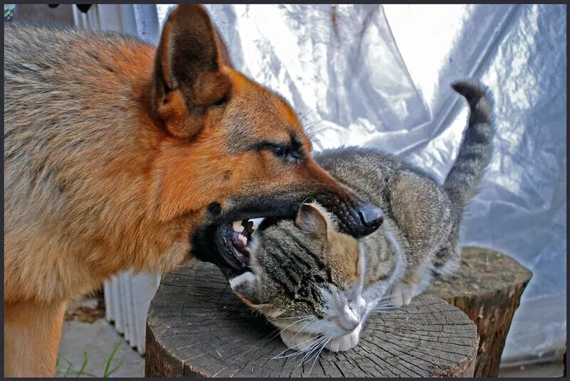 Собака лиса. Лис и кот. Собака кот лиса. Собака кот лиса. Лисы это собаки.