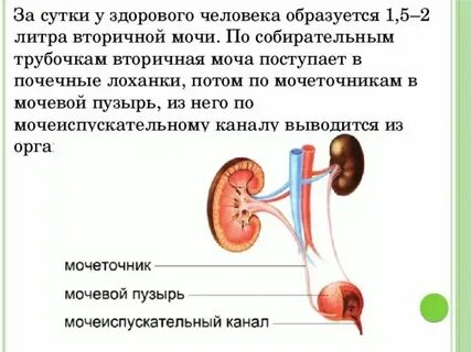 Моча из почки поступает в