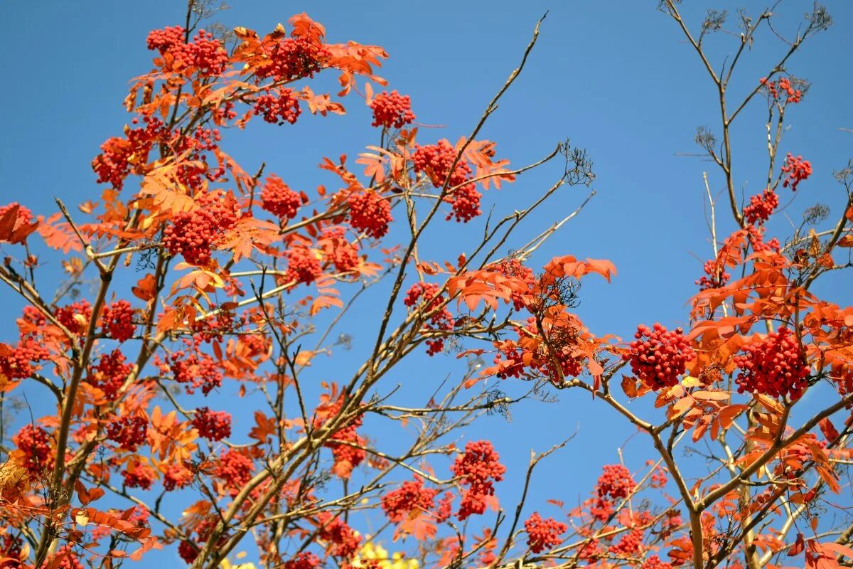костер рябины красной. костер рябины красной сумерки года язык пламени. костёр рябины красной осень. костры рябин. костер рябины красной.