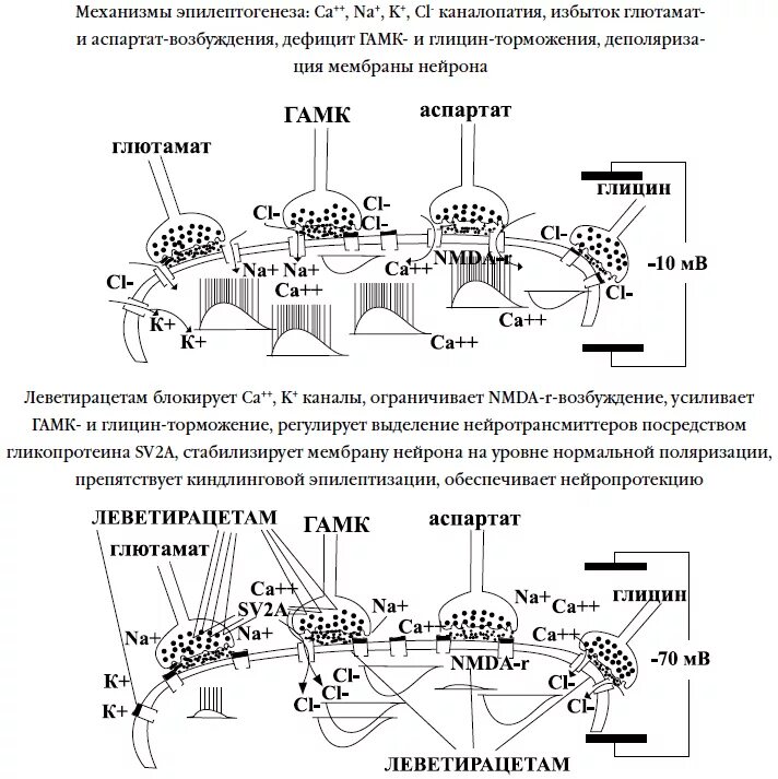 Кислота при эпилепсии. Эпилепсия механизм действия. Эпилепсия нейромедиаторы. Механизм эпилептогенеза. Механизм эпилептического припадка.