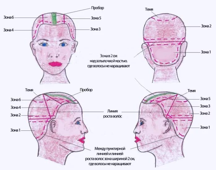 Затылок это где. Схема распределения капсул при наращивании. Схема распределения волос при наращивании. Схема распределения капсул при наращивании волос. Схема головы капсульного наращивания волос.