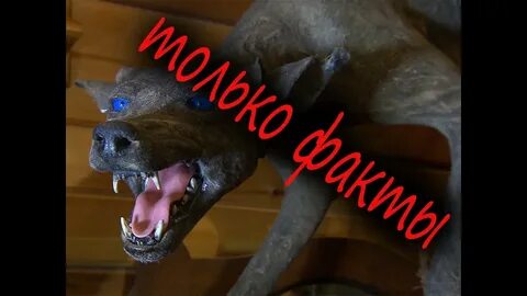 Превращение бешеной собаки в молодого