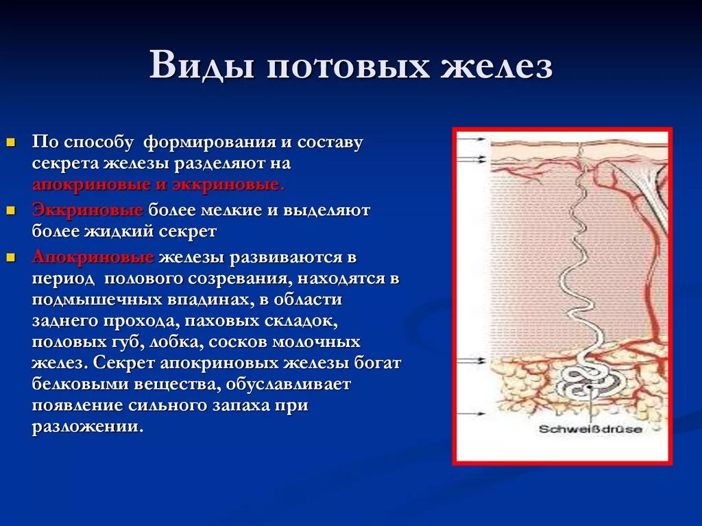 Млечные сальные и потовые железы. Апокриновые потовые железы. Эккриновые потовые железы анатомия. Апокриновые и эккриновые железы. Функции секрета потовых желез.