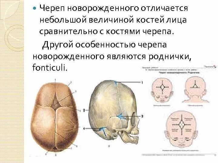 Онтогенез черепа человека анатомия. Плотность костей черепа новорожденного. Роднички черепа новорожденного. Череп новорожденного анатомия.