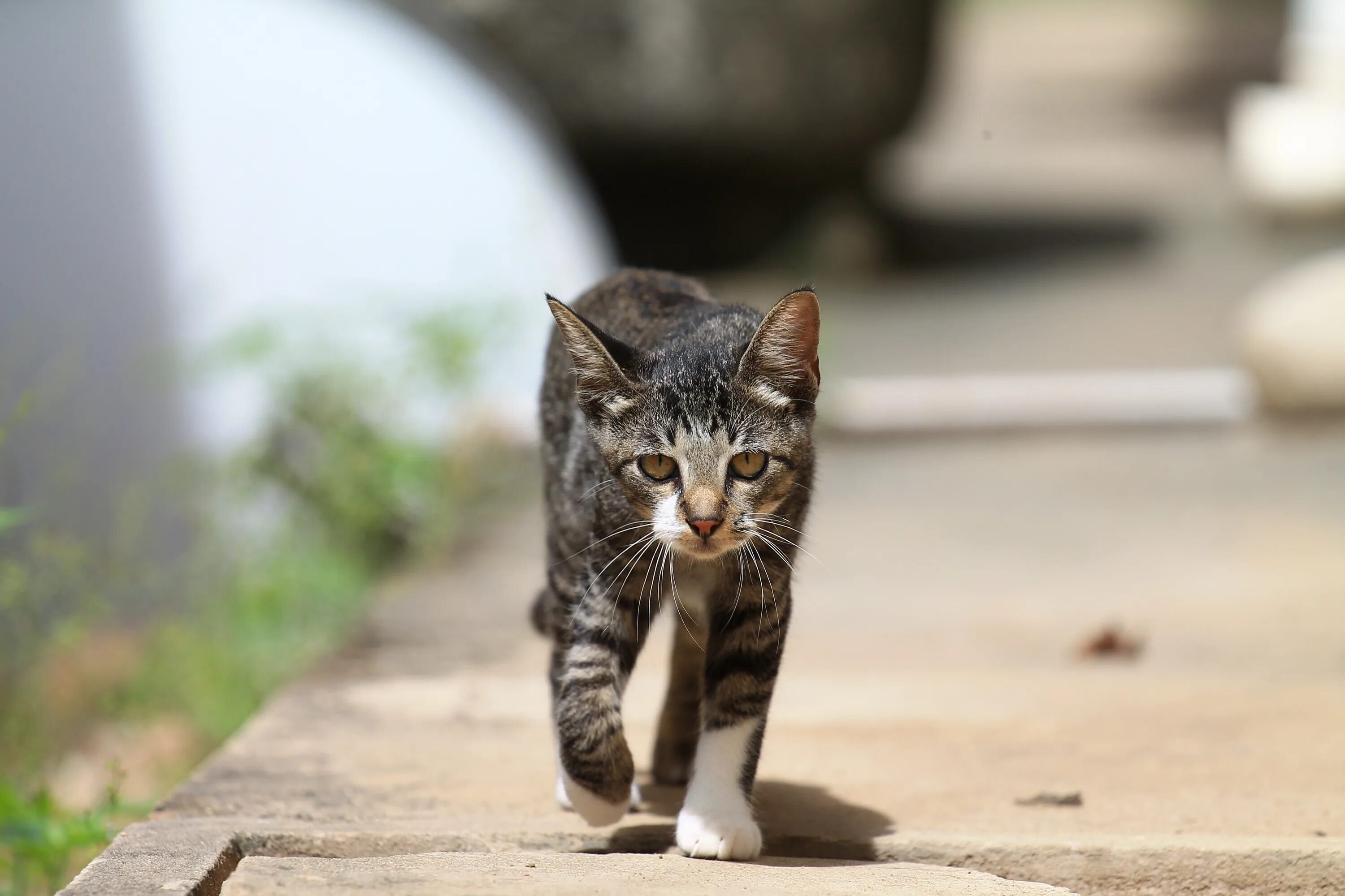 Кошечка гуляет. Уличная кошка. Одинокая кошка. Кошка идет. Кошка одиночка.