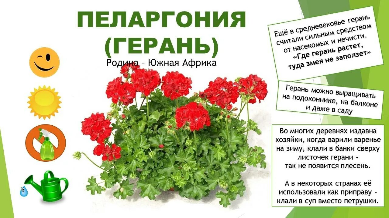 Герань строение