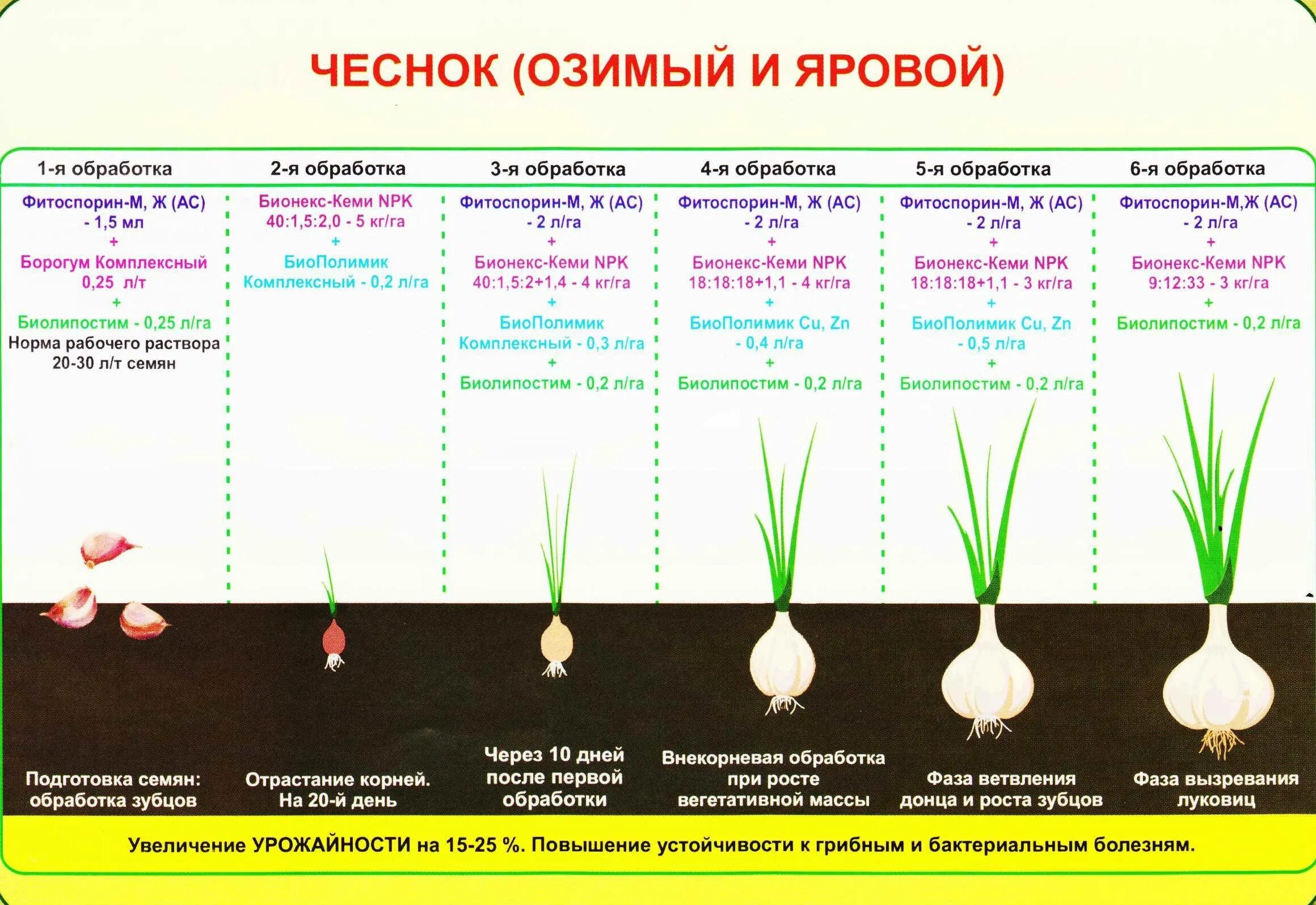 Схема посадки ярового чеснока. Схема удобрения озимого чеснока.