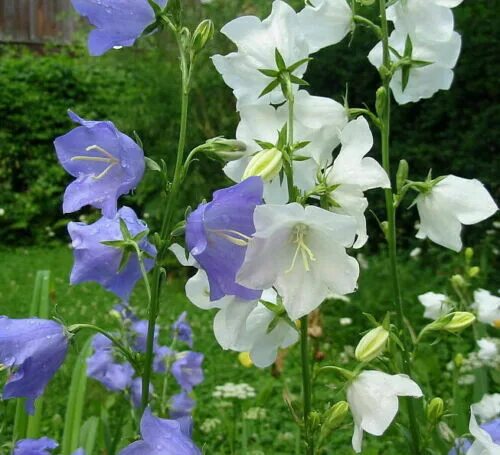 Growing Organic Flowers Flowersandflowerthings Красивые цветы, Белые цветы, Цвет