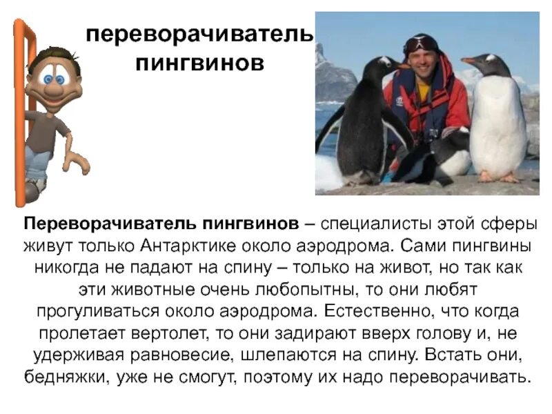 Подниматель пингвинов профессия. Антарктида переворачиватель пингвинов. переворачиватель пингвинов профессия. переворачиватель пингвинов профессия зарплата.