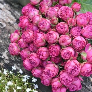 Classic rose