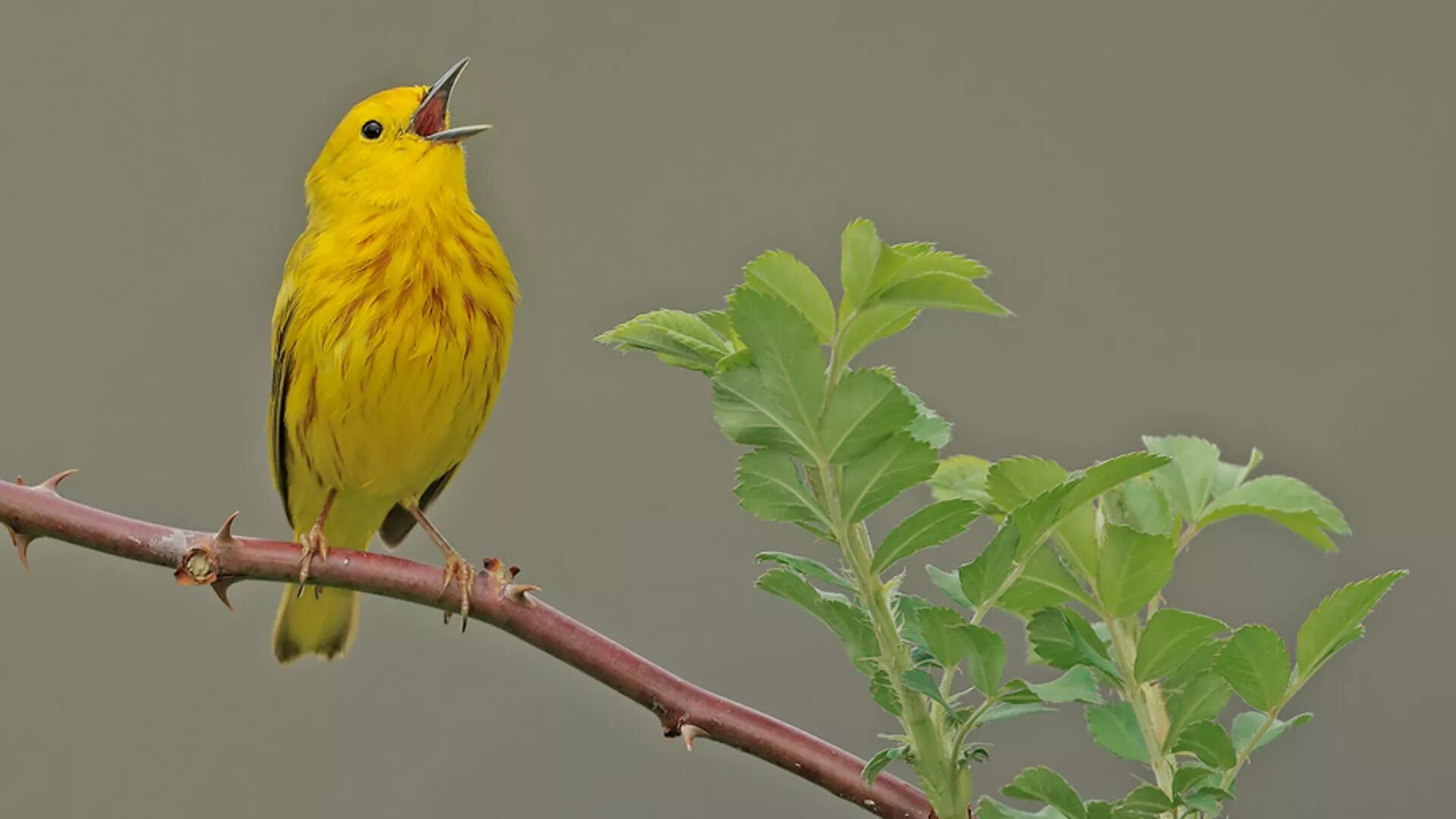 Птица поет на английском. Желтые птички. Птички поют. Желтая поющая птица. Канарейка.