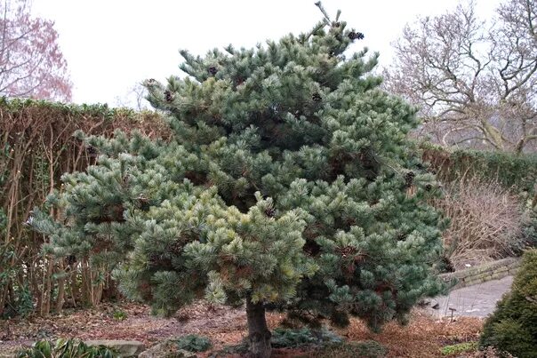 Сосна мелкоцветковая Негиши: купить саженцы Pinus parviflora Negishi в Москве по