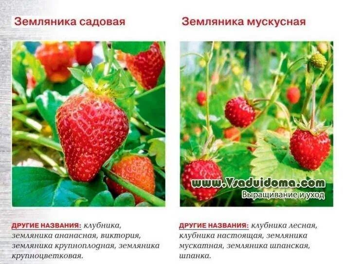 Сорта земляники, которые обеспечат вас урожаем с июня до сентября В саду (Огород
