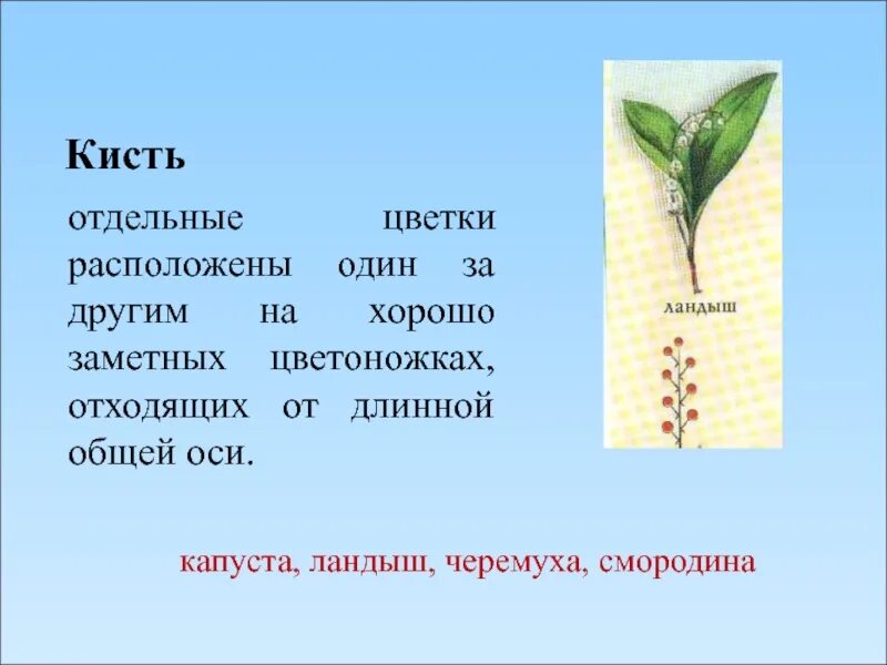 Определение уроки 6 класс. Типы соцветий таблица. Соцветия растений. Соцветия растений 6 класс биология. Соцветия по биологии 6 класс.