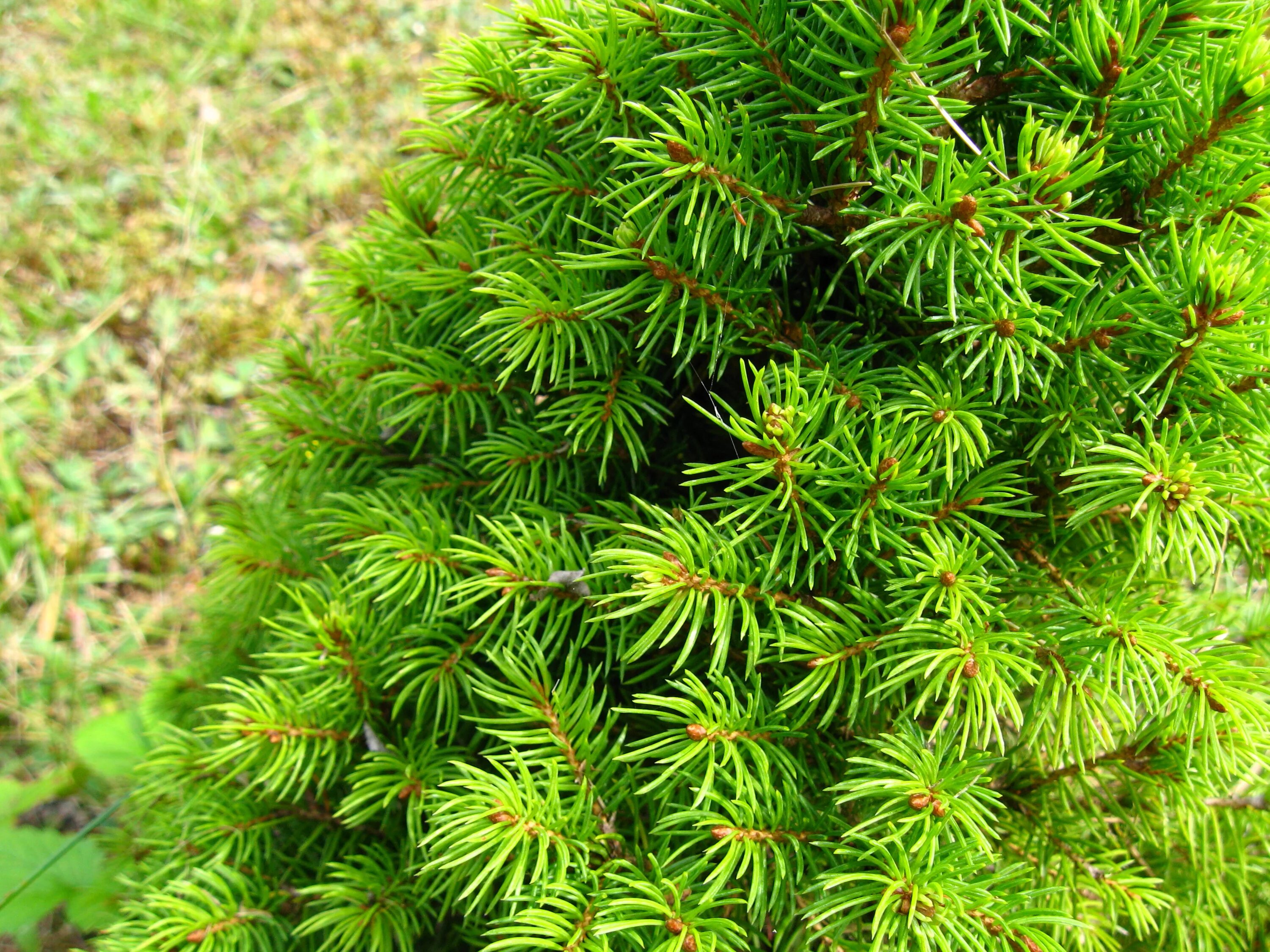 Ель европейская picea abies. Типа елки. Ель (picea glauca) канадская коника. Ель обыкновенная пендула. Царь елка северное сияние.