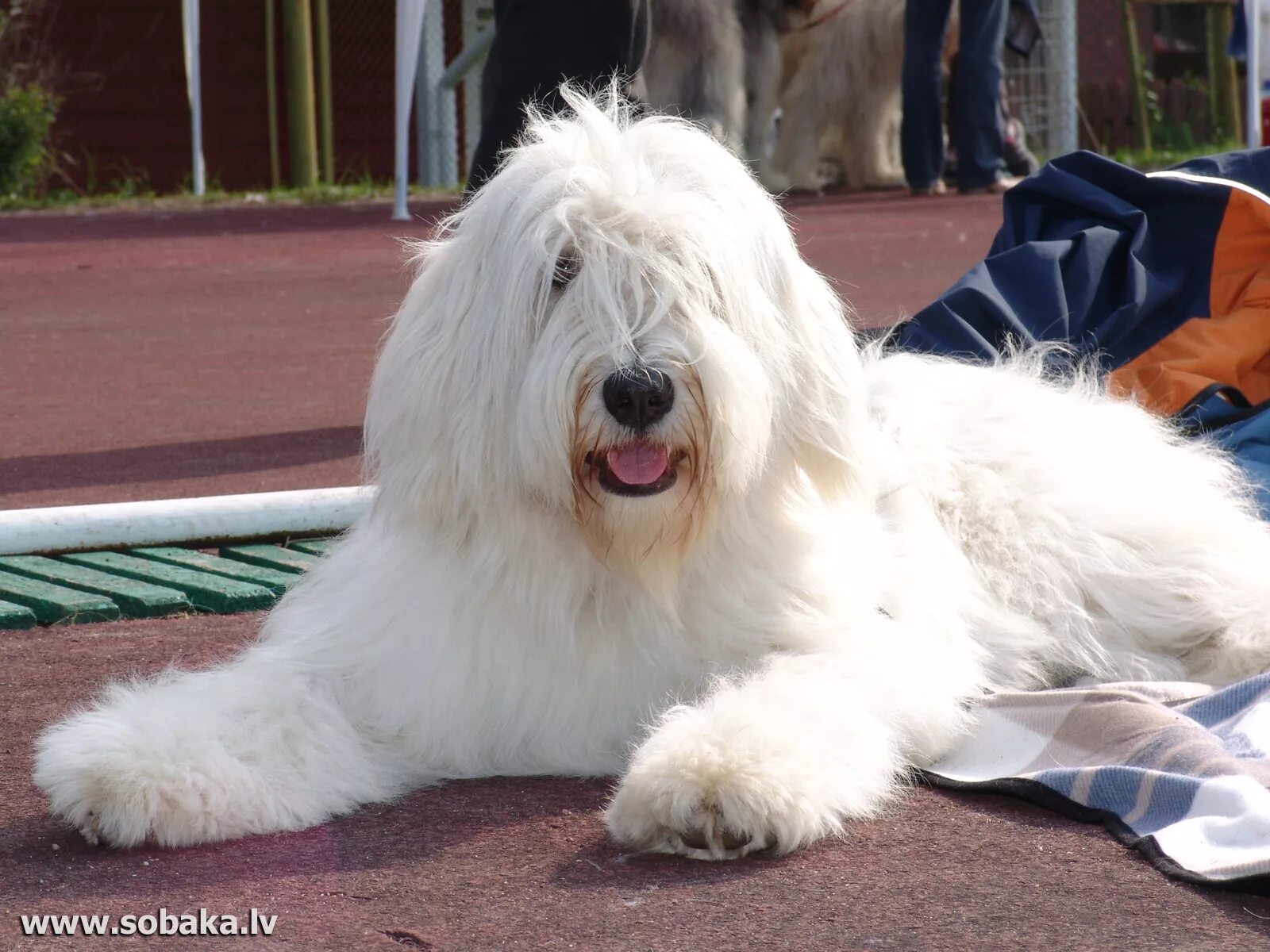 южнорусская овчарка. большая лохматая белая собака. староанглийская овчарка длинношерстная. южнорусская овчарка кудрявая. комондор – венгерская порода овчарок.