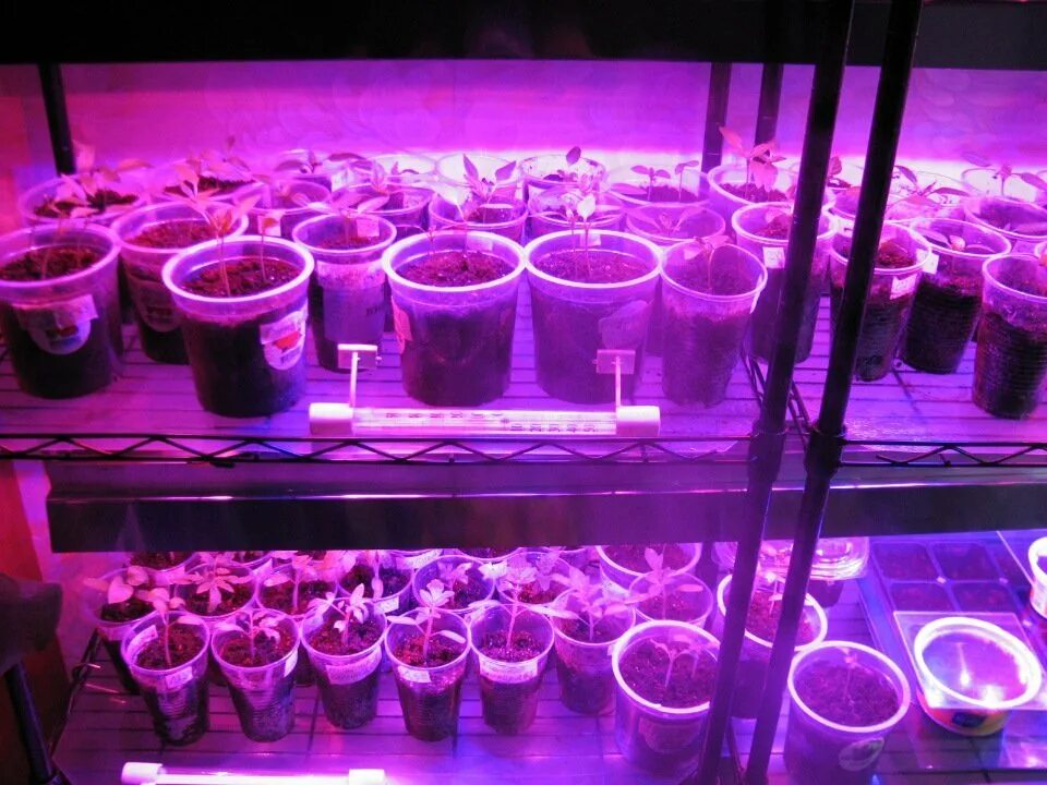 Высота фитолампы. Фитолампа 440 660 нм. Фитолампа led grow light. Как пользоваться фитолампой при выращивании. Подсветка растений.
