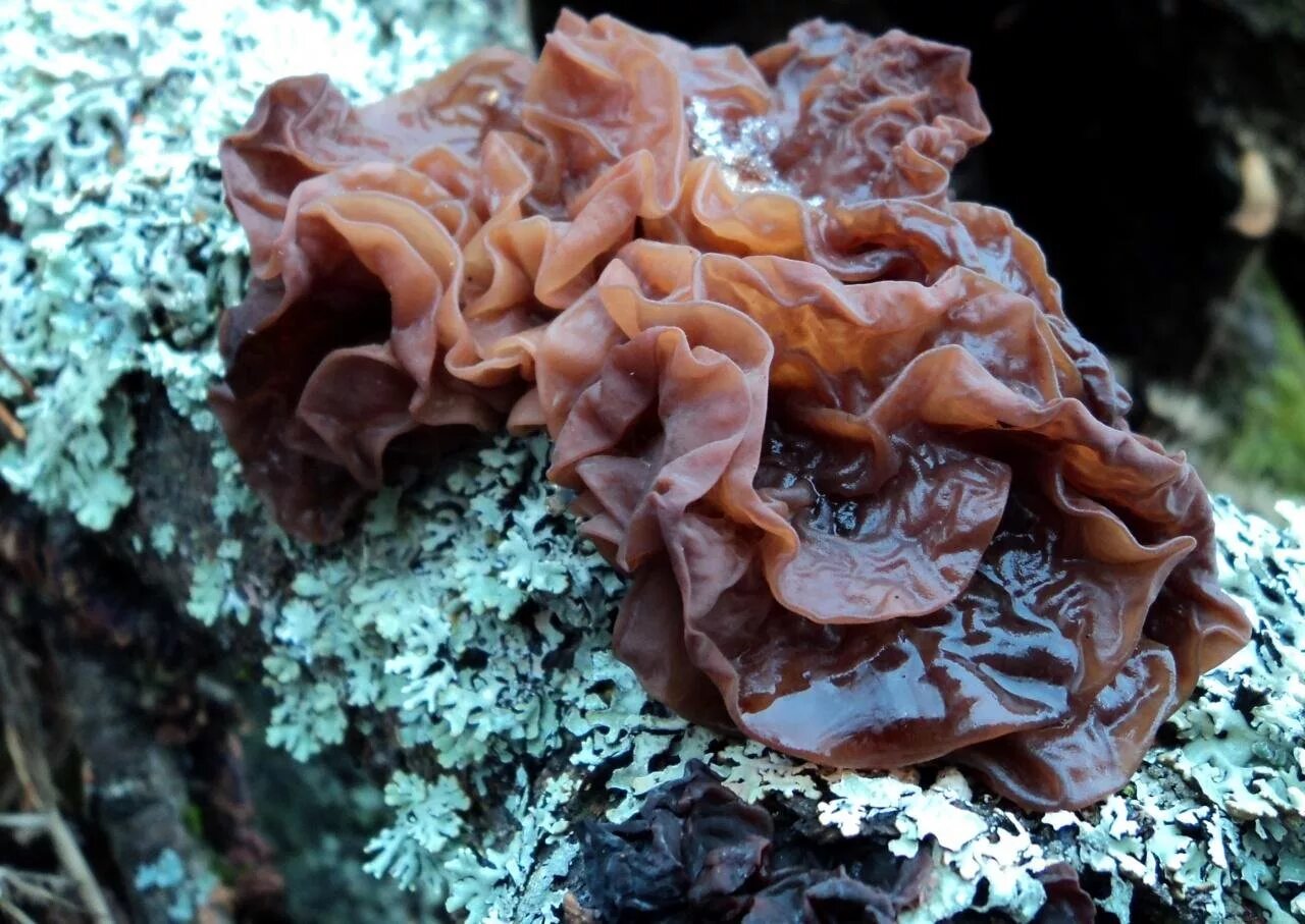 Где морские грибы в геншине. Дрожалка листоватая Tremella foliacea. Гриб Дрожалка листоватая (Tremella foliacea). Гриб коралловый шитаки. Дрожалка сморчковая.