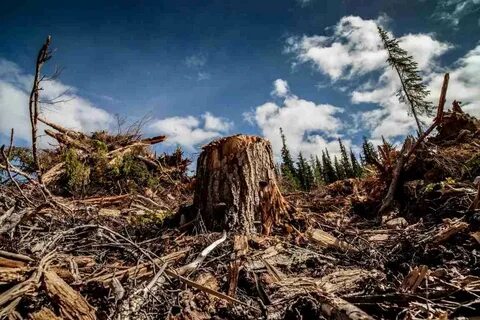 Environmental problems nowadays