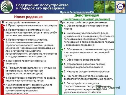 Обязанности лесничества