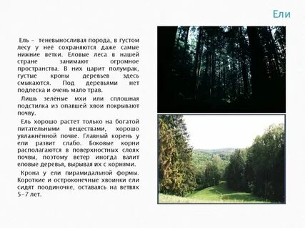 Думаю о ели