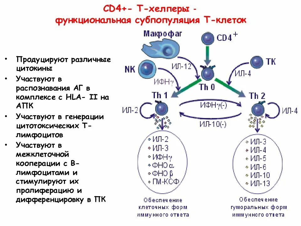 Сд лимфоциты. Cd4 лимфоциты функции. Функции сд4 т лимфоцитов. Cd4 т-хелперы. Функции cd4+ т лимфоцитов.