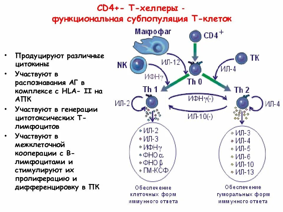 Фенотип лимфоцитов. Функции cd4 лимфоцитов. функции сд4 т лимфоцитов. cd4 хелперы функции. функции cd4+ т лимфоцитов.