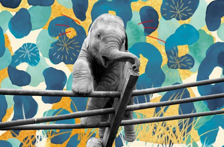 Дримворкс мадагаскар 1. Взрослый жираф. Побег из зоопарка. Жираф в италии. Мультсериалы про зоопарк.