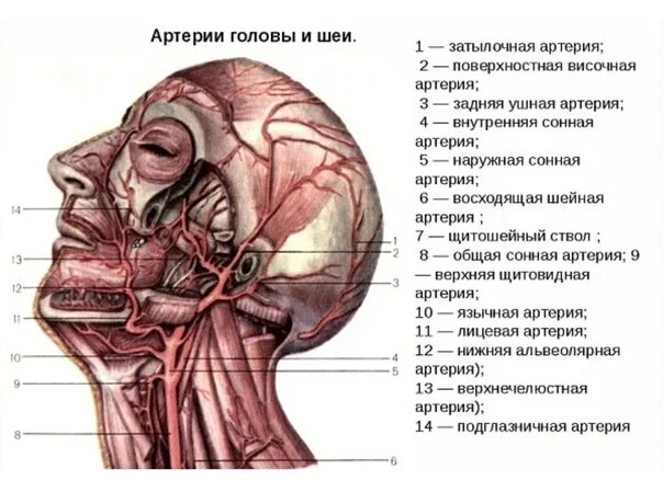 Артерии шеи и головы анатомия человека. Строение сосудов и артерий шеи и головы. Артерии и вены головы и шеи схема. Артерии шеи головы и лица анатомия. Сонные артерии на лице