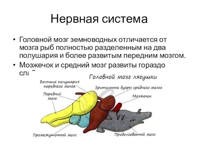 Передний мозг слабо развит. Строение головного мозга земноводных. Нервная система функции отделов головного мозга рыб. Функции отделов головного мозга лягушки. Функции отделов мозга у земноводных.