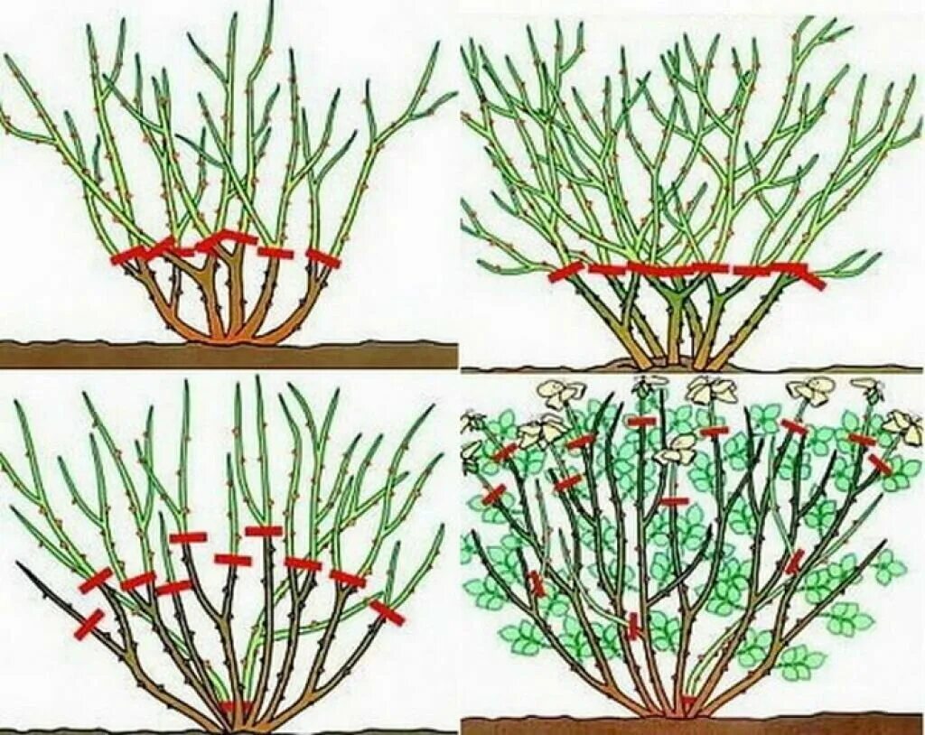 Как подрезать розы весной