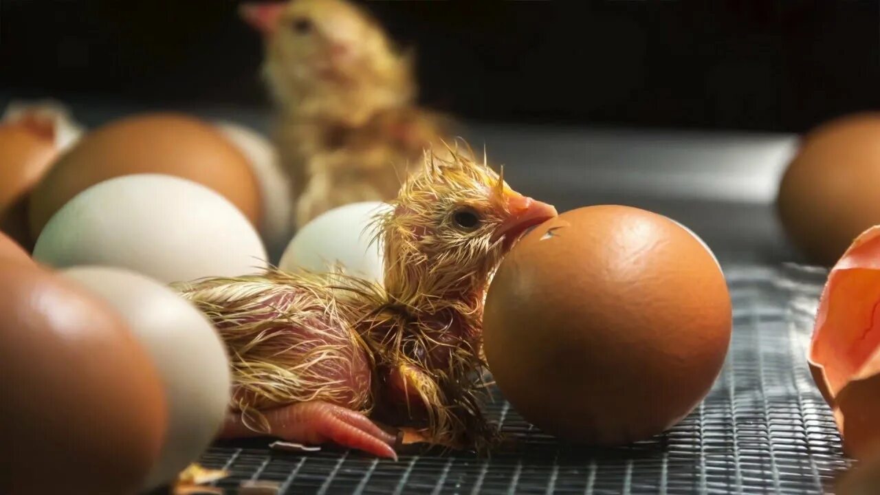 Hatching eggs. Яйцо цыпленок. Цыплята в инкубаторе. Инкубационное яйцо цыплята. Вылупление цыплят.