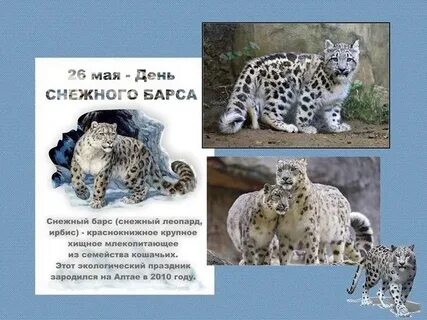 Цифры в поисках снежного барса