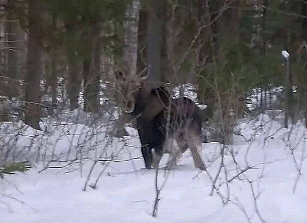 Спас лося. Лось в городе Саров. Спас лосенка Лесник Ханты-Мансийск. Лоси на улицах Сарова фото.