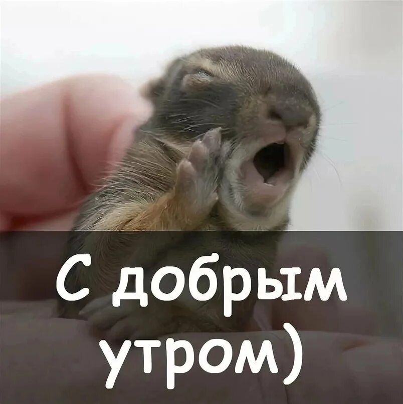 Доброе утро что ты делаешь. С добрым утром прикольные. с добрым утром прикол. картинки с добрым утром прикольные. открытки с добрым утром смешные.