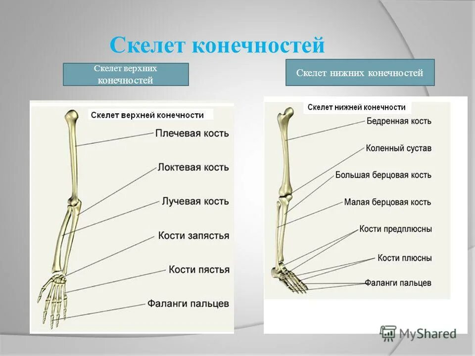 Скелет конечностей функции