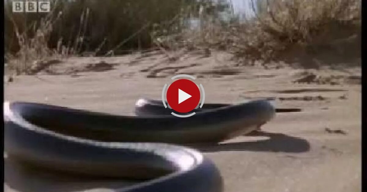 Змея dvd. Смертоносные змеи. Ввс змеи. Pantherophis obsoletus. Ввс змеи.