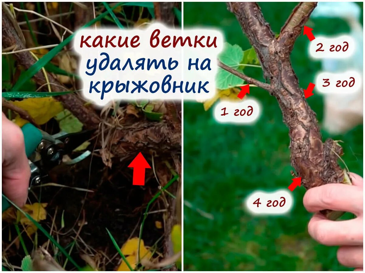 Как удалить ветку