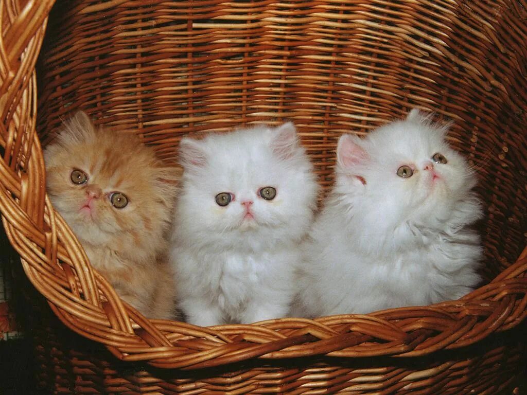 Три котенка пять котят. Котята в корзинке. пушистые котята. три кошки. три маленькие котята.