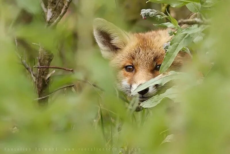 Два лисенка. Красивая лиса. Морда лисы. Маленький лисенок. Маленький лисенок.