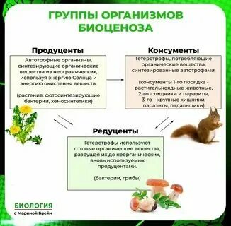 Редуценты продуценты консументы детритофаги