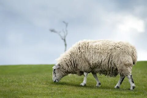 Lone sheep grazing-6779 Stockarch Free Stock Photos.