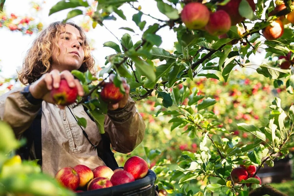 We are gathering apples in the garden