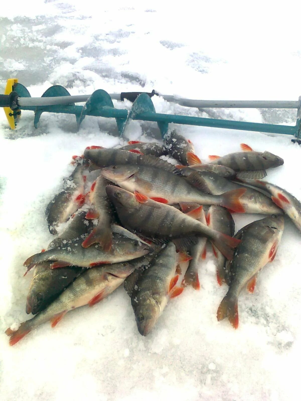 Улов окуня зимой Рыбинское водохранилище. Окунь Рыбинское водохранилище. Зимняя рыбалка улов. Рыбалка на Рыбинке зимой. Улов окуней