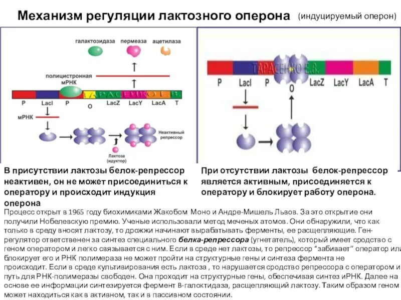 Кодирует ферменты содержит белки переносчики. Схема регуляции лактозного оперона у кишечной палочки. Оперон бактериальной клетки схема. Механизмы регуляции Lac-оперона. Оперон строение микробиология.