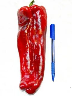 Pepper 18